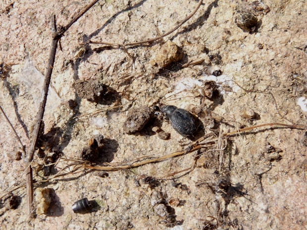 Steatoda paykulliana in Sardegna